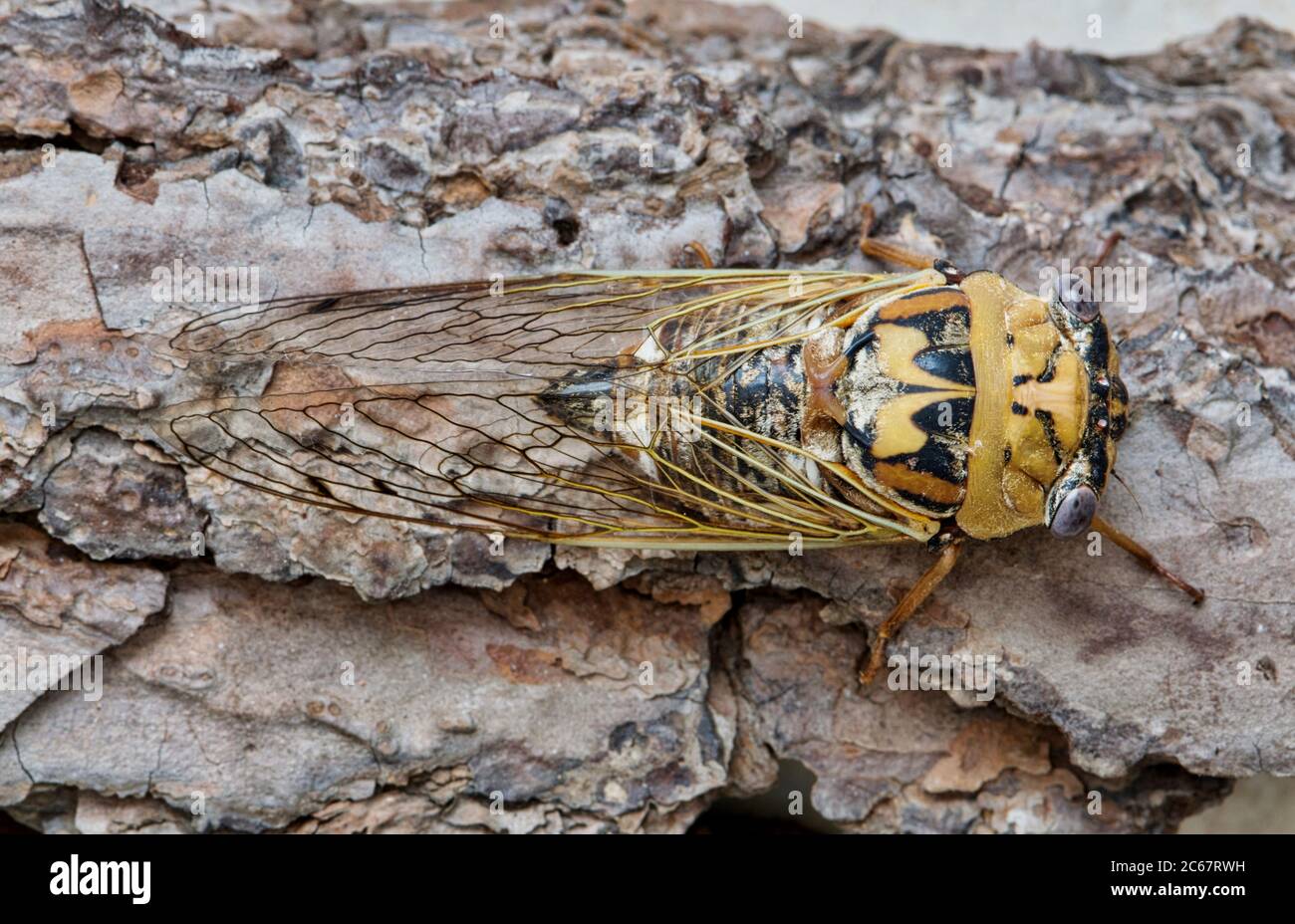 Westliche Dämmerung singender Cicada (Megatibicen resh) direkt oberhalb direkt auf Baumrinde. Makrobild. Gefunden in Nordamerika. Stockfoto