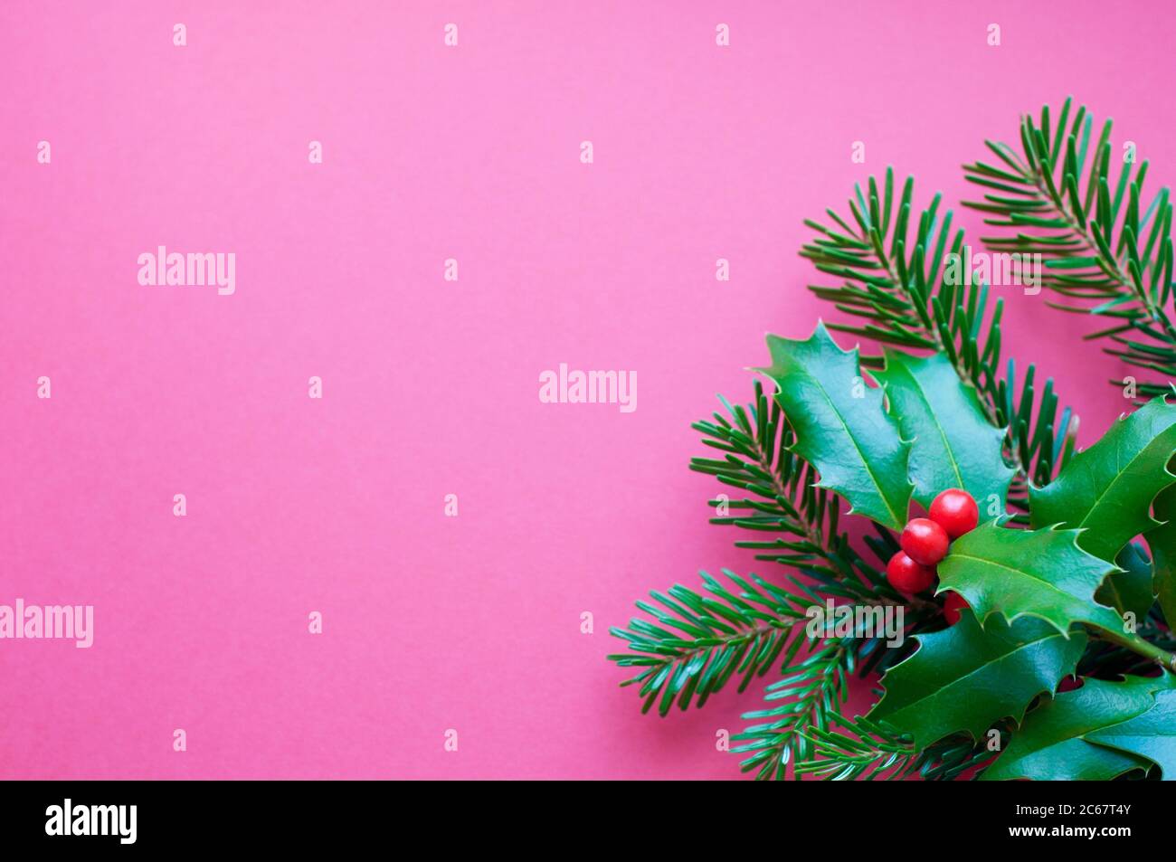 Weihnachtsdekoration Hintergrund: grüne Zweige der Stechpalme Beeren auf rosa Hintergrund. Flach. Stockfoto