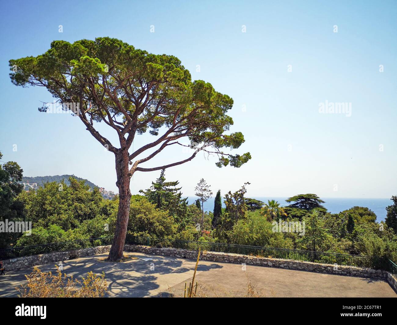 Schöne einsame italienische Steinschirmkiefer (Pinus pinea) wächst hoch im Mount Boront Park auf dem Hügel über Nizza Stadt mit Mittelmeer. Stockfoto