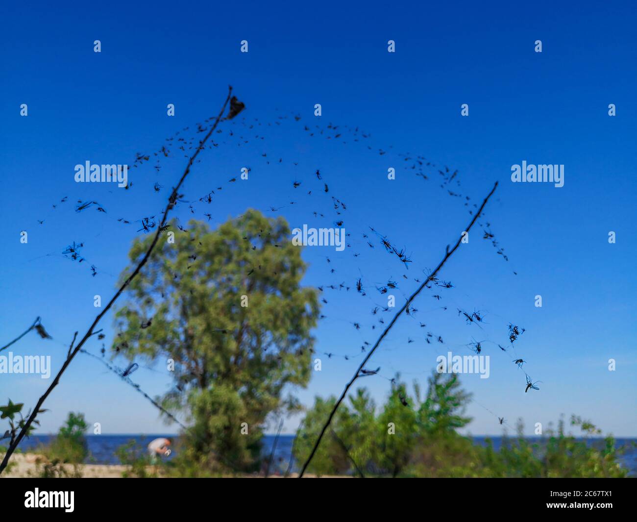 Spinnennetz voller Moskitos, Midge und schwarzer Fliegen, die auf zwei Stöcken hängen, die an einem Flussstrand aus dem Sand stochen. Mensch, blauer Fluss, grüne Bäume und Sträucher Stockfoto