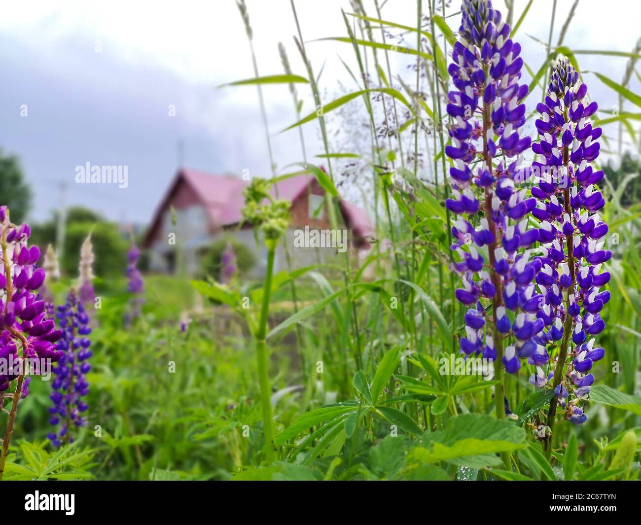 Violette und violette Lupinus (lupinus) Blumen wachsen im grünen Gras einer Gartenrase vor einem gemütlichen Dorfhaus mit rotem Dach. Stockfoto