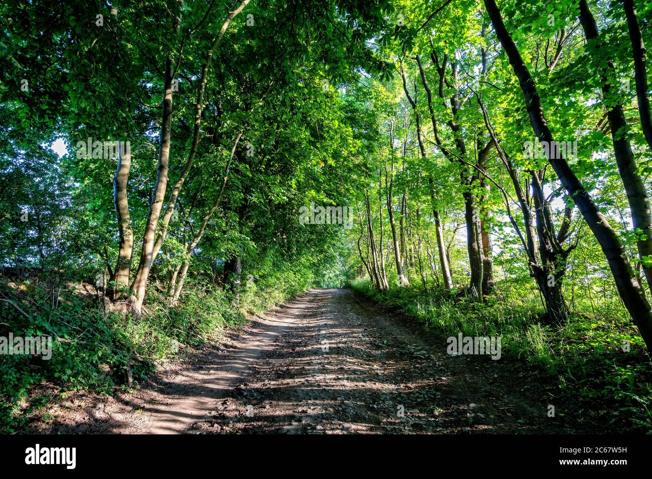 Landwirtschaftliche Karre Spur zwischen den Bäumen Stockfoto