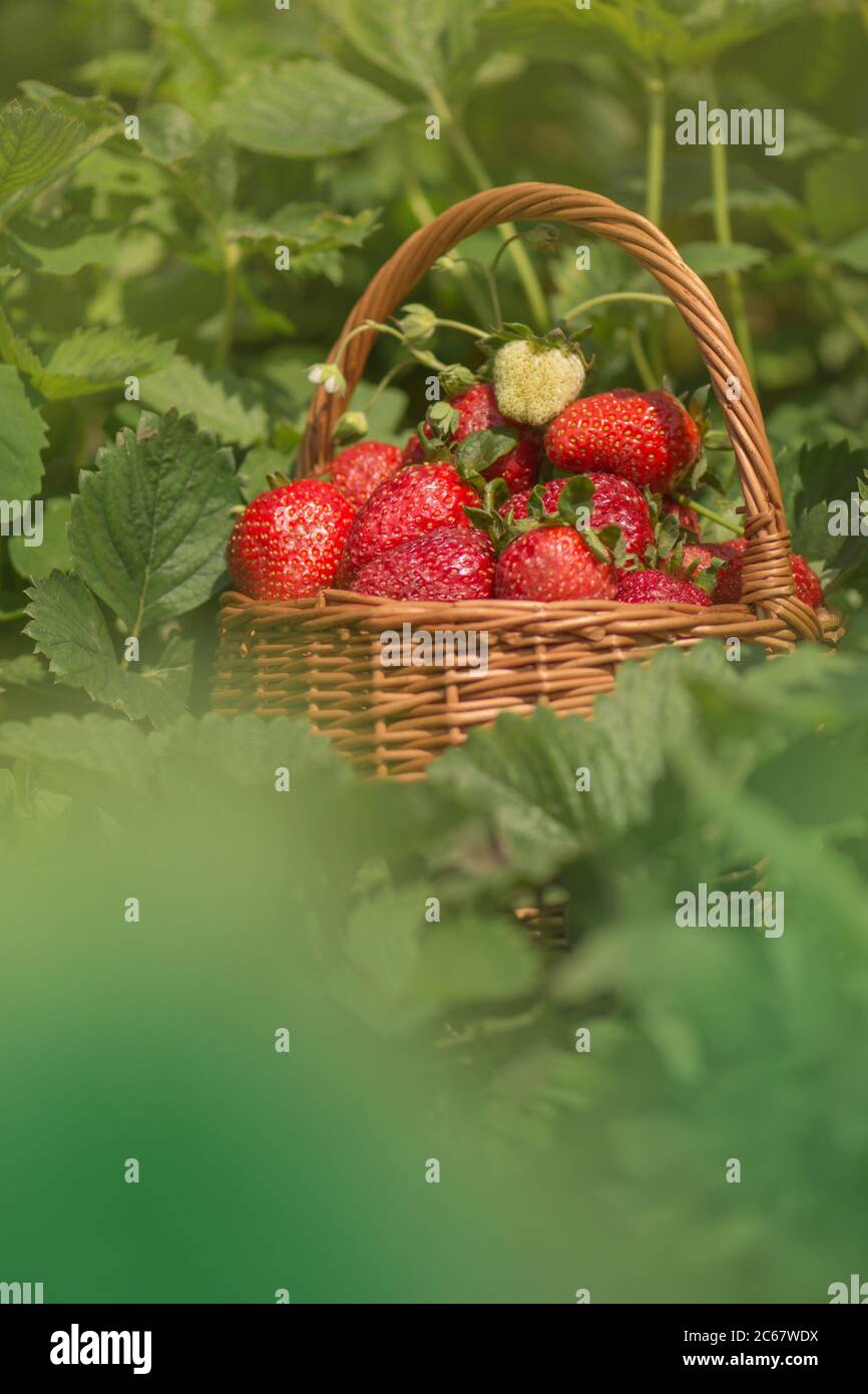 Erdbeere mit Blatt und blühende Blume aus nächster Nähe. Erdbeeren an sonnigen Tagen. Verschiedene saftige Erdbeere mit Blättern in einem Korb. Stockfoto