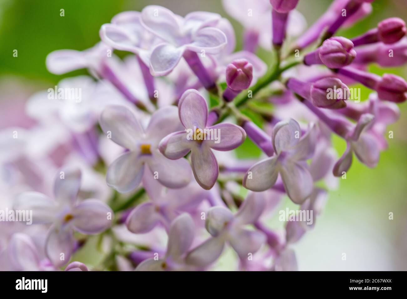 Blühende Flieder Nahaufnahme. Hellviolette Frühlingsblumen. Blühender Strauch Syringa Stockfoto