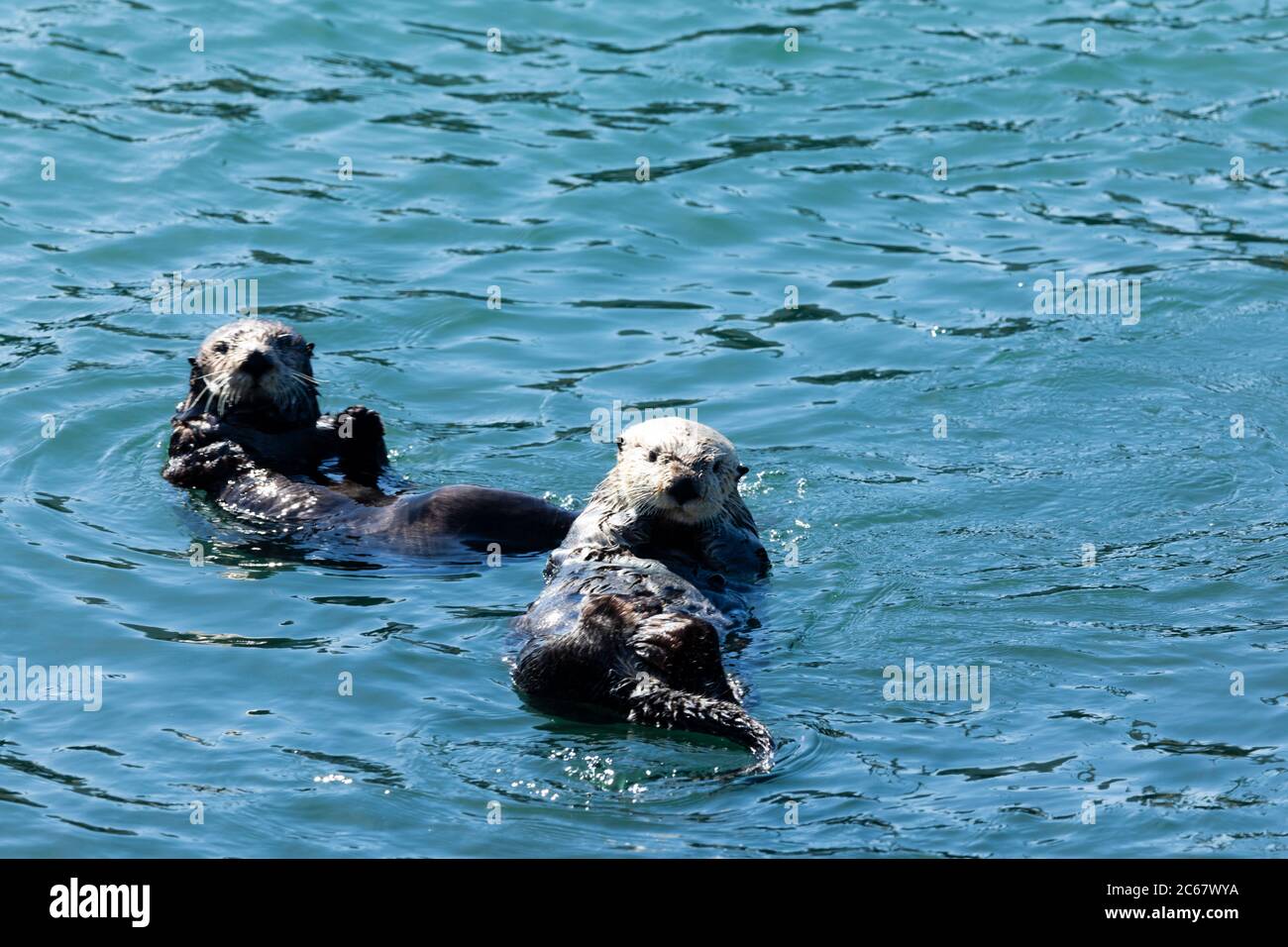 Otter schwimmen im Wasser, Morro Bay, Kalifornien, USA Stockfoto