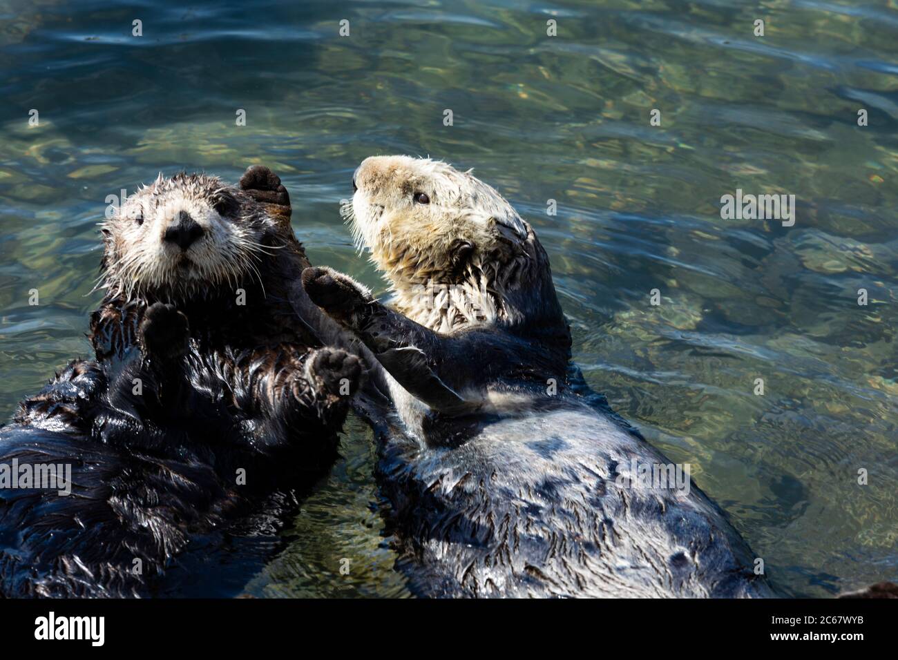 Otter schwimmen im Wasser, Morro Bay, Kalifornien, USA Stockfoto