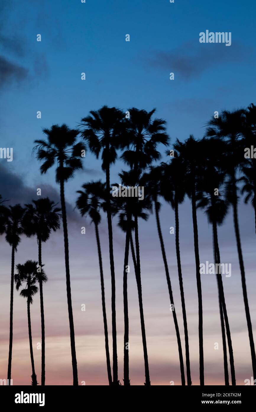 Silhouetten von Palmen gegen launischen Himmel bei Sonnenuntergang, Kalifornien, USA Stockfoto