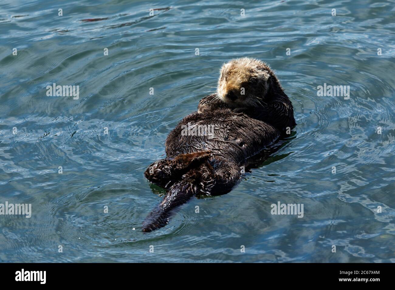 Otter schwimmt im Wasser, Morro Bay, Kalifornien, USA Stockfoto