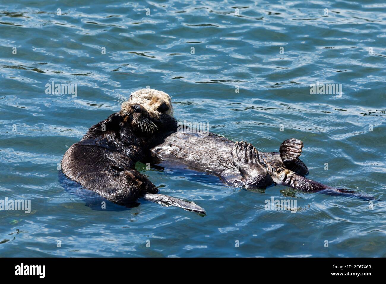 Otter schwimmen im Wasser, Morro Bay, Kalifornien, USA Stockfoto