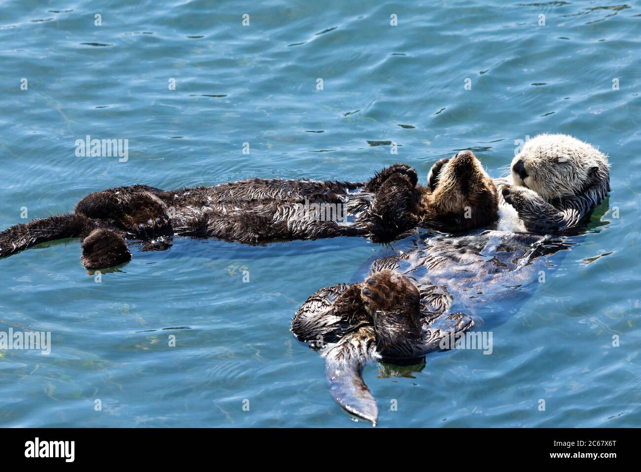 Otter schwimmen im Wasser, Morro Bay, Kalifornien, USA Stockfoto