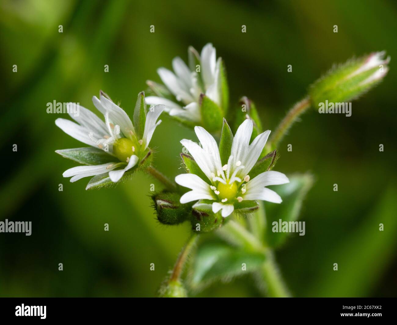 Grau-weiße Blüten des Sommers blühenden UK Wildblume und Gartengras, Cerastium fontanum, gemeine Maus-Ohr Stockfoto