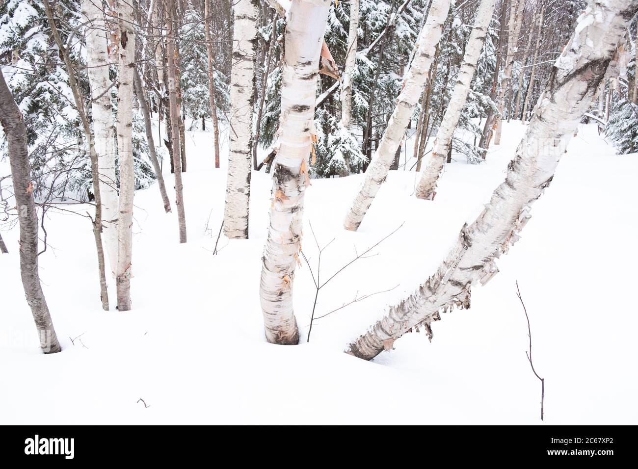 Weiße Birken im Schnee, Trapp Family Lodge Langlaufzentrum, Stowe, VT, USA. Stockfoto