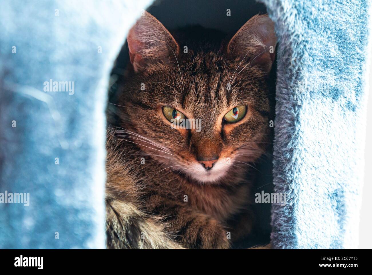 Katze schaut aus flauschigen Haus Stockfoto