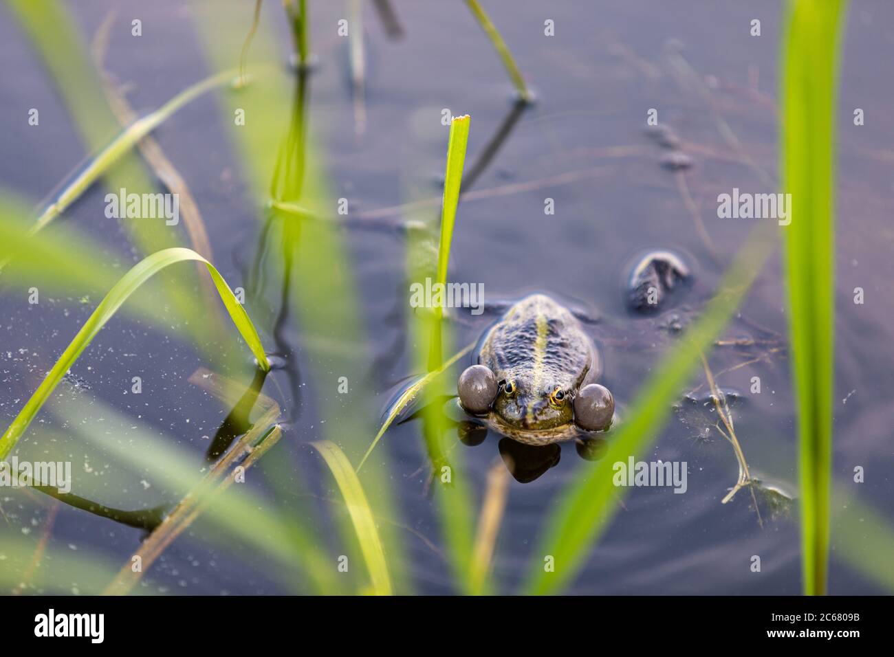Amphibia Stockfotos und -bilder Kaufen - Alamy