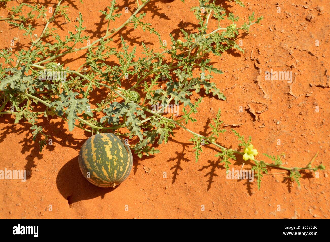 Algerien, Illizi, Tassili N'Ajjer Nationalpark: Bitter Apfel oder Bitter Gurke oder Desert Gourd oder Rebe von Sodom (Colocynthis citrullus) (jetzt Citrull Stockfoto