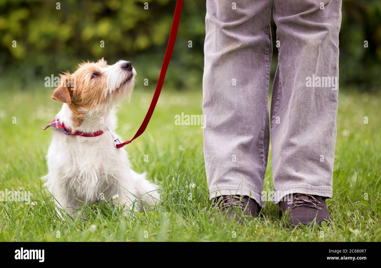 Gehorsam niedlich smart Jack russell Terrier Hund Welpen sitzt im Gras an der Leine und schauen bis zu seinem Besitzer. PET Obedience Trainingskonzept. Stockfoto