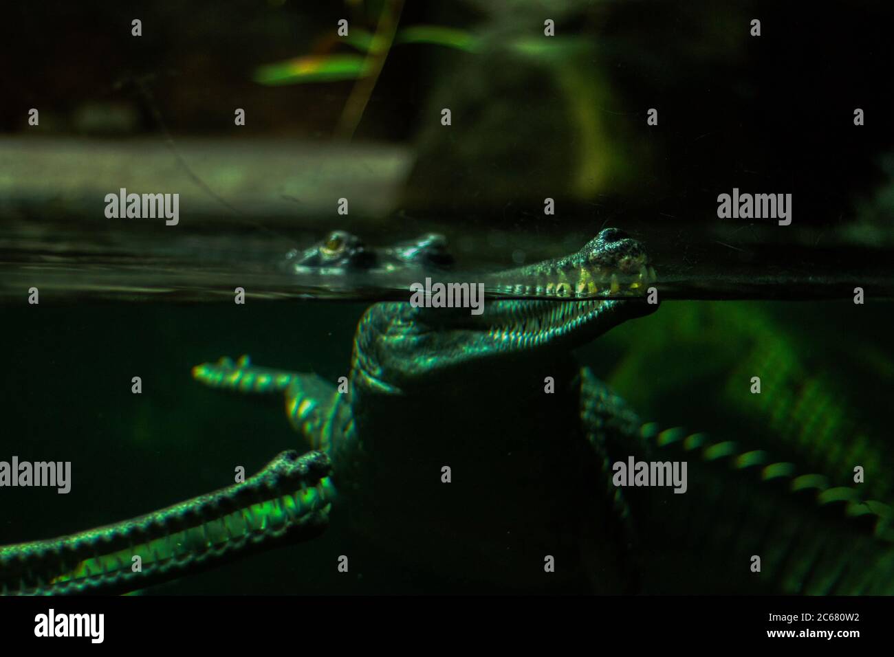 Gavialkrokodil unter Wasser im Aquarium aus nächster Nähe Stockfoto