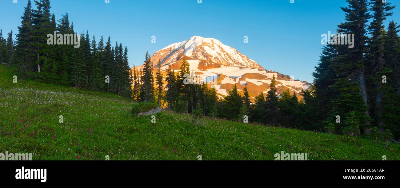 Sommer Wildblumen im Spray Park mit Mount Rainier im Hintergrund, Washington, USA Stockfoto