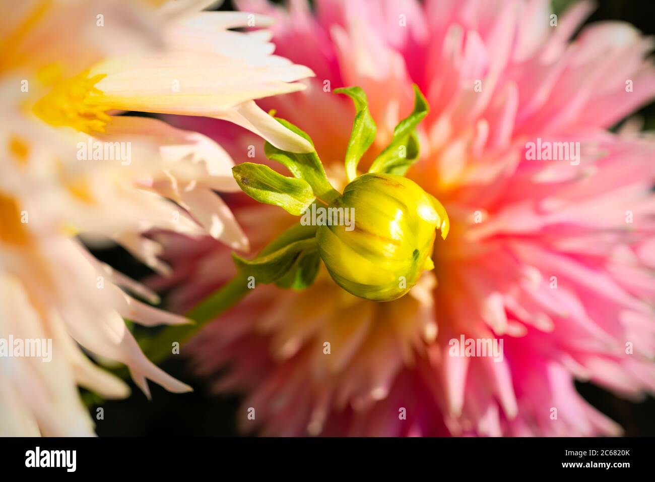 Nahaufnahme von Dahlia Bud, Oakland, Kalifornien, USA Stockfoto