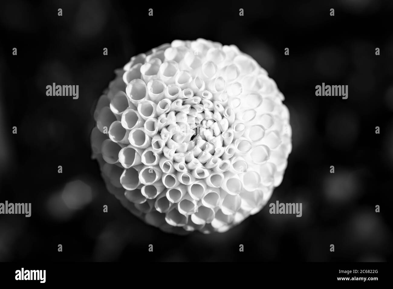 Nahaufnahme der Dahlia in voller Blüte, Oakland, Kalifornien, USA Stockfoto