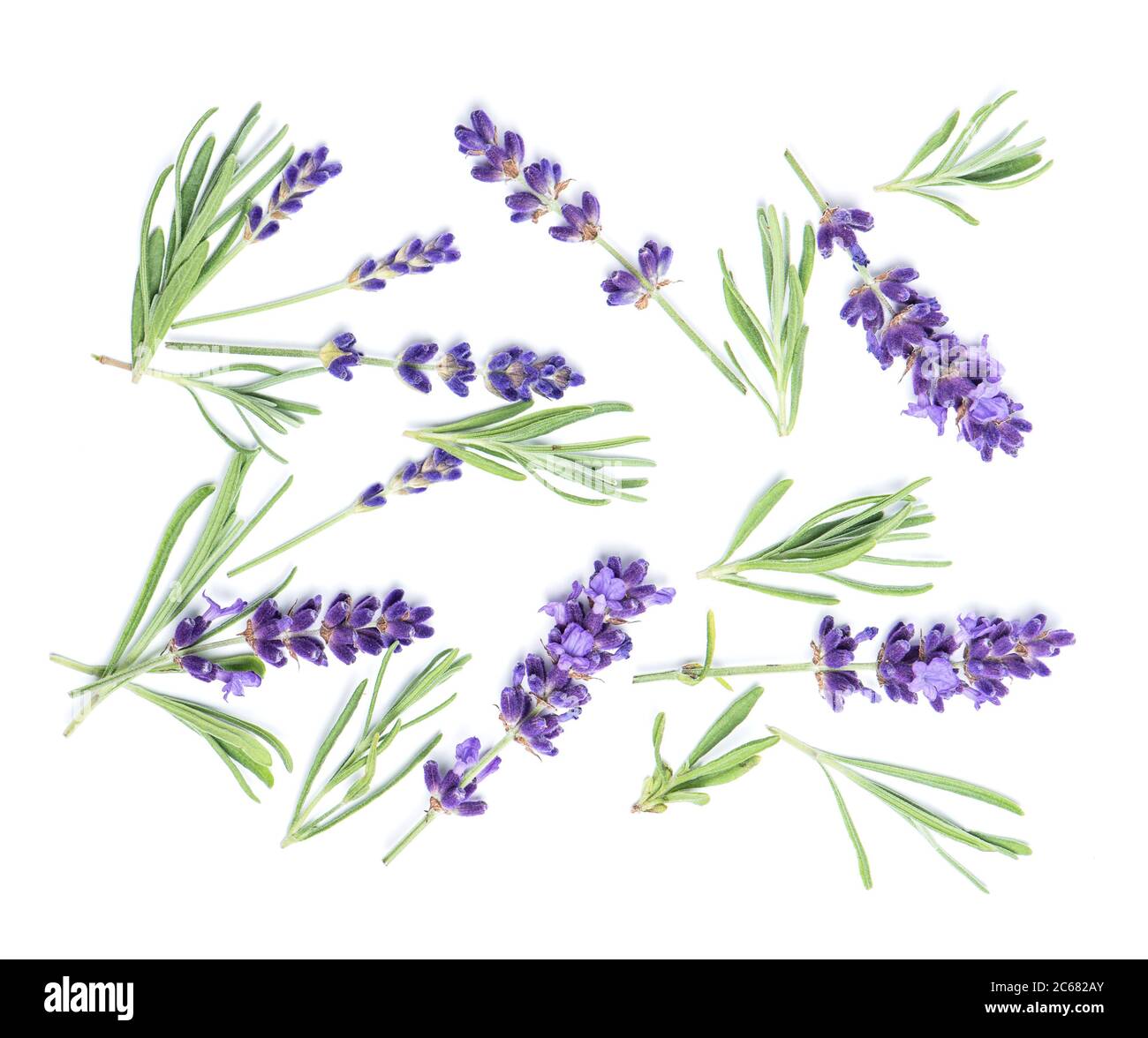 Lavendel blüht und Blätter auf weiß. Floraler Hintergrund Stockfoto