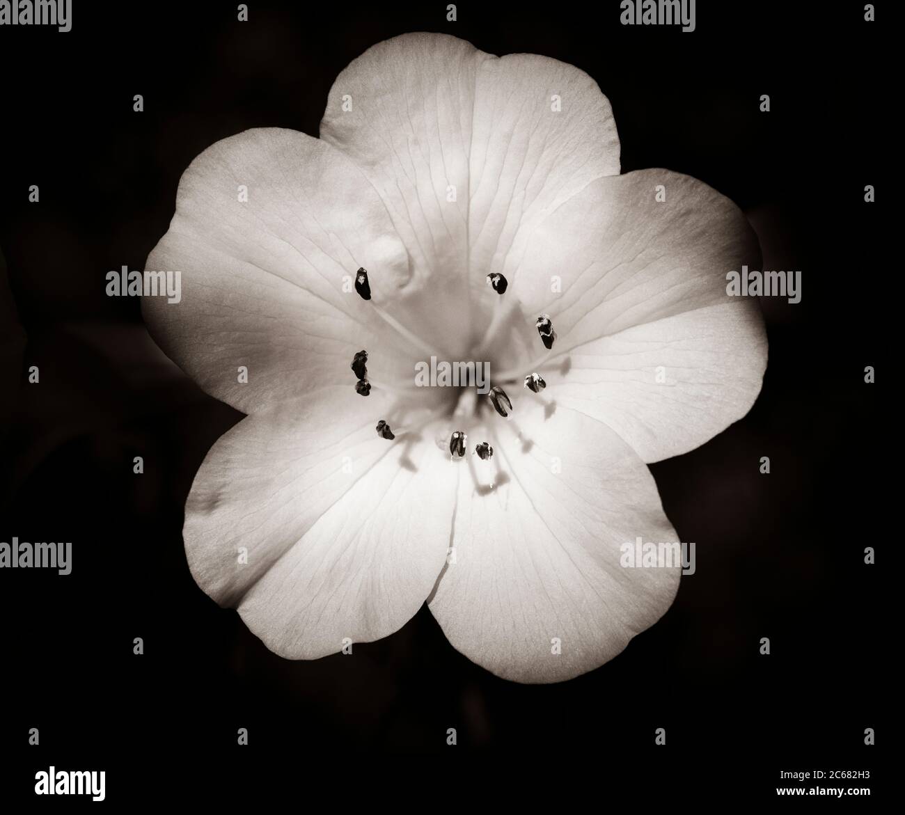Lilienblume mit Stempeln und Staubgefäßen, Kalifornien, USA Stockfoto