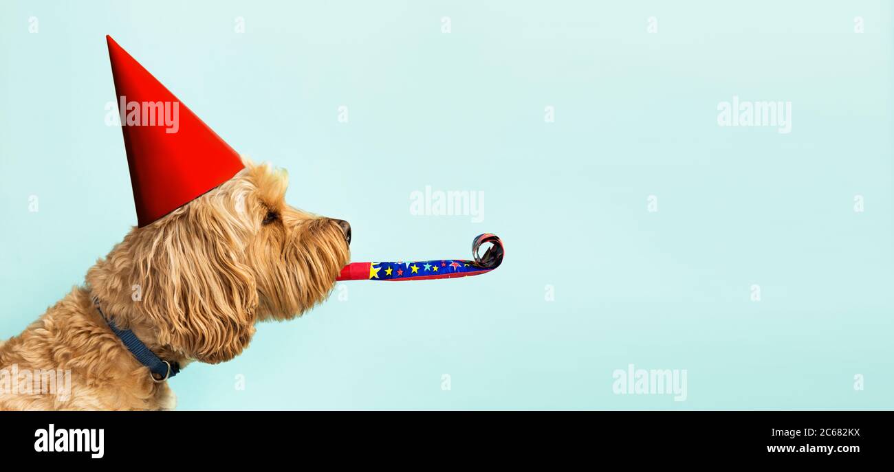 Netter Hund feiert mit roten Party Hut und Blow-out vor einem blauen Hintergrund und kopieren Raum zu Seite Stockfoto
