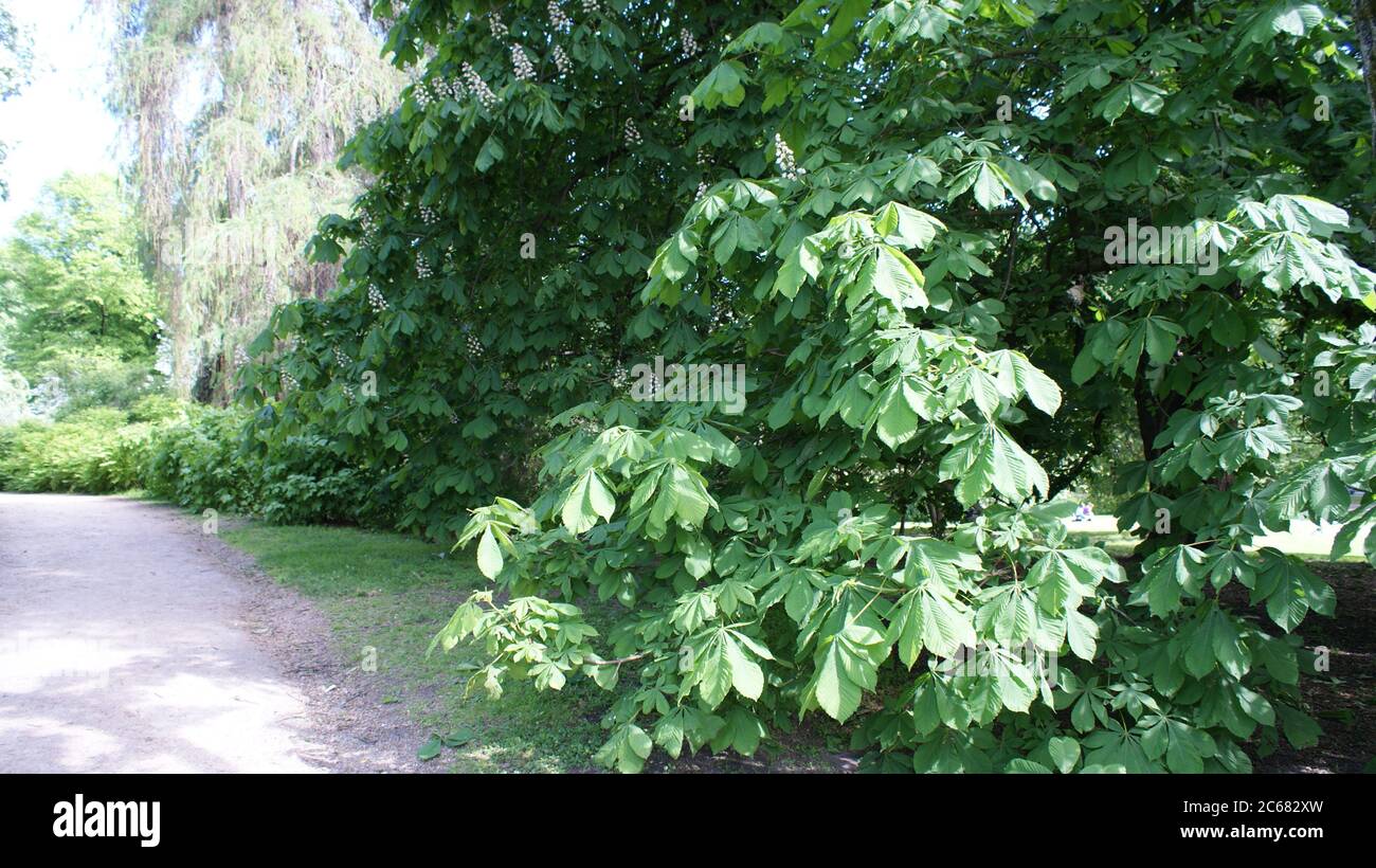 Oslo botanischer garten norwegen norwegisch Fotos und Bildmaterial in