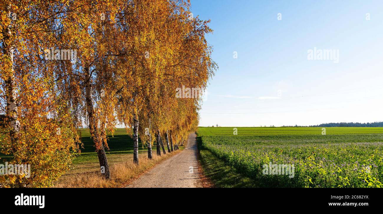 Weidenreihe entlang Feldweg und Feld im Herbst, Baden-Württemberg, Deutschland Stockfoto
