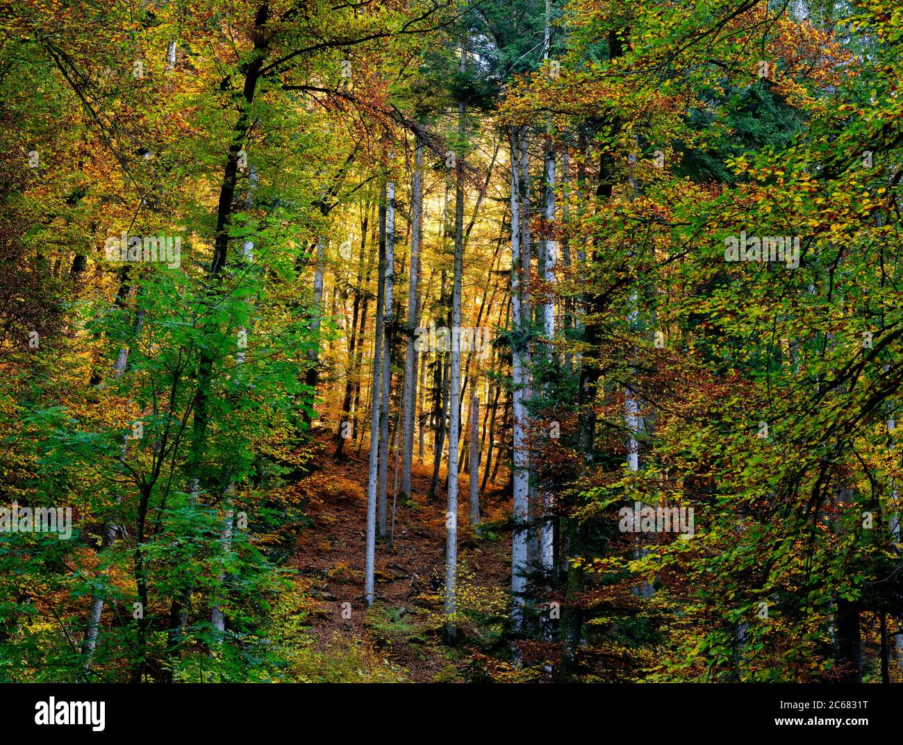 Bäume im Wald im Herbst, Horb am Neckar, Baden-Württemberg, Deutschland Stockfoto