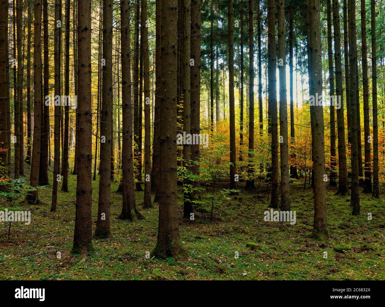 Bäume im Wald im Herbst, Horb am Neckar, Baden-Württemberg, Deutschland Stockfoto