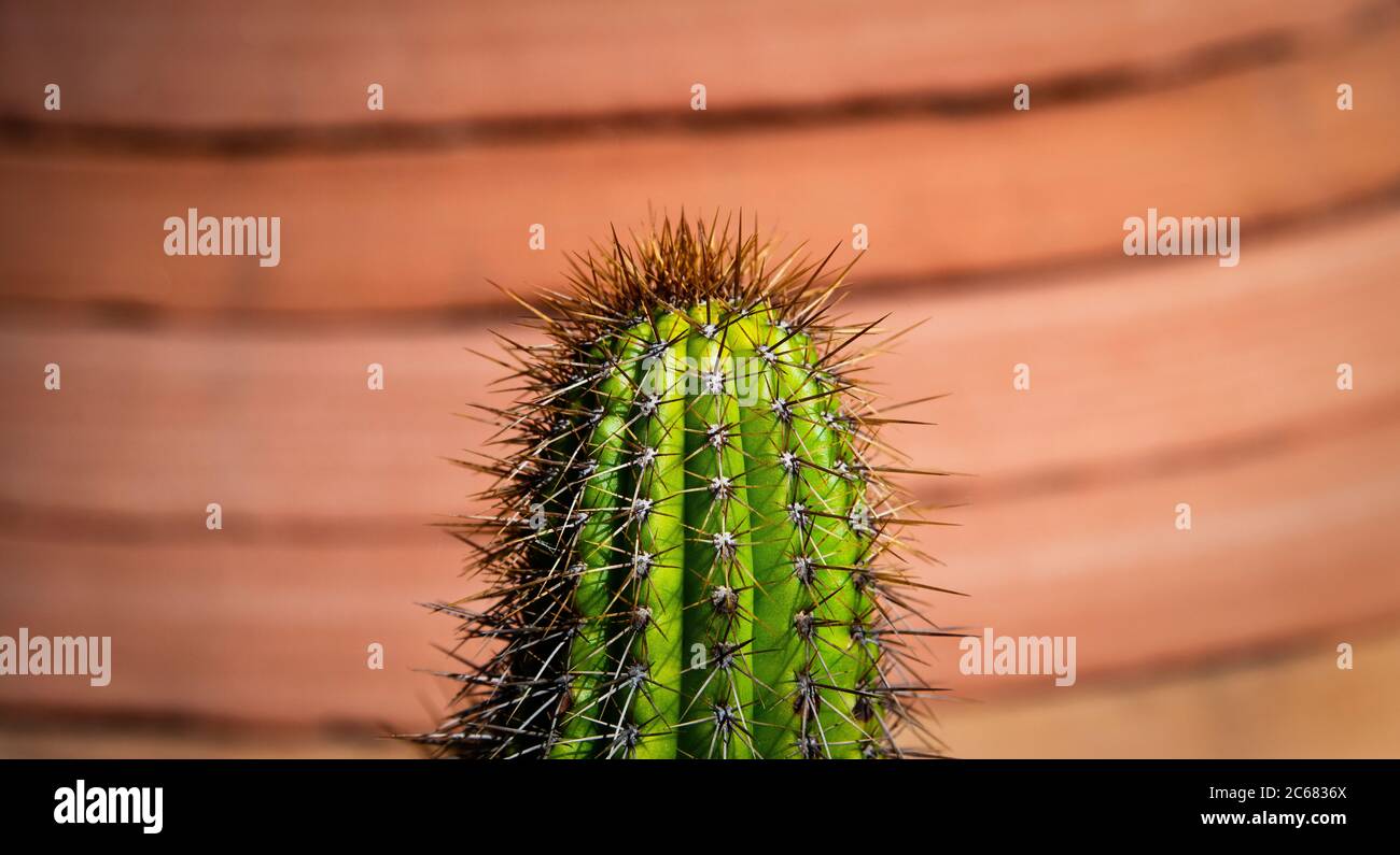 Grüner Kaktus mit Dornen, Kalifornien, USA Stockfoto