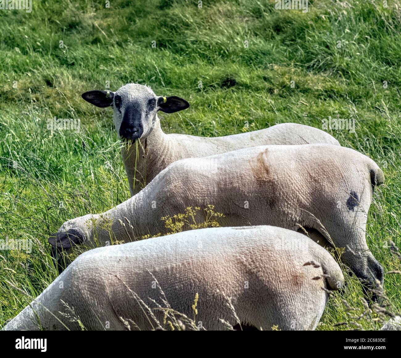 Shorn Schafe in einem Feld in East Lothian, Schottland, Großbritannien.. Stockfoto