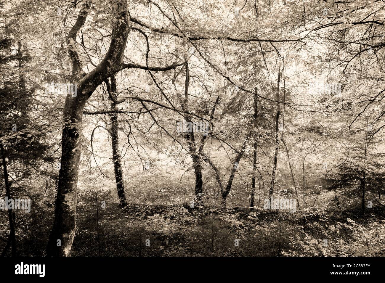 Waldlandschaft, Baden-Württemberg, Deutschland Stockfoto