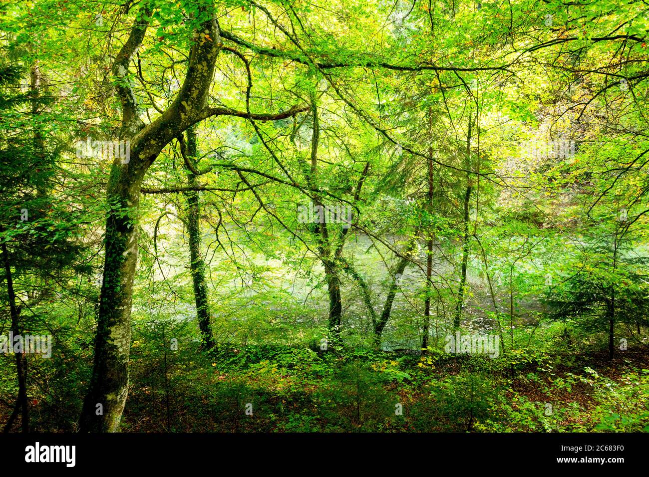 Waldlandschaft, Baden-Württemberg, Deutschland Stockfoto