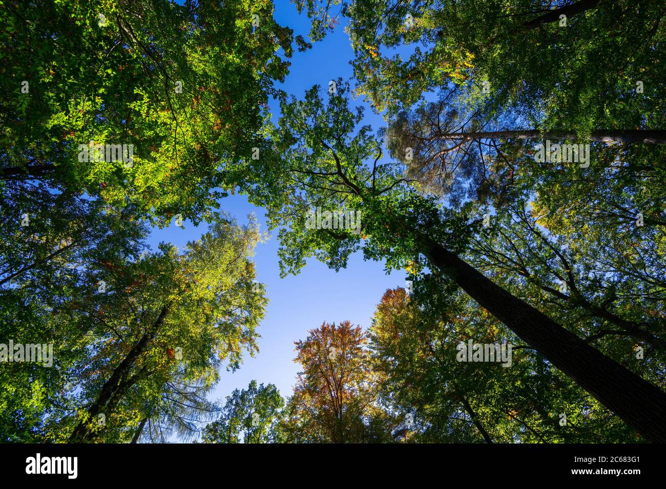 Waldlandschaft, Baden-Württemberg, Deutschland Stockfoto