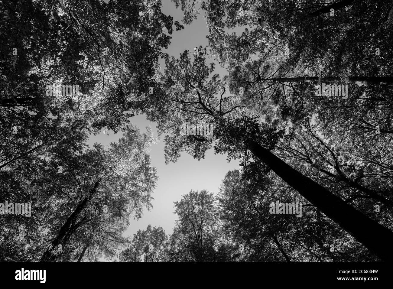 Waldlandschaft, Baden-Württemberg, Deutschland Stockfoto