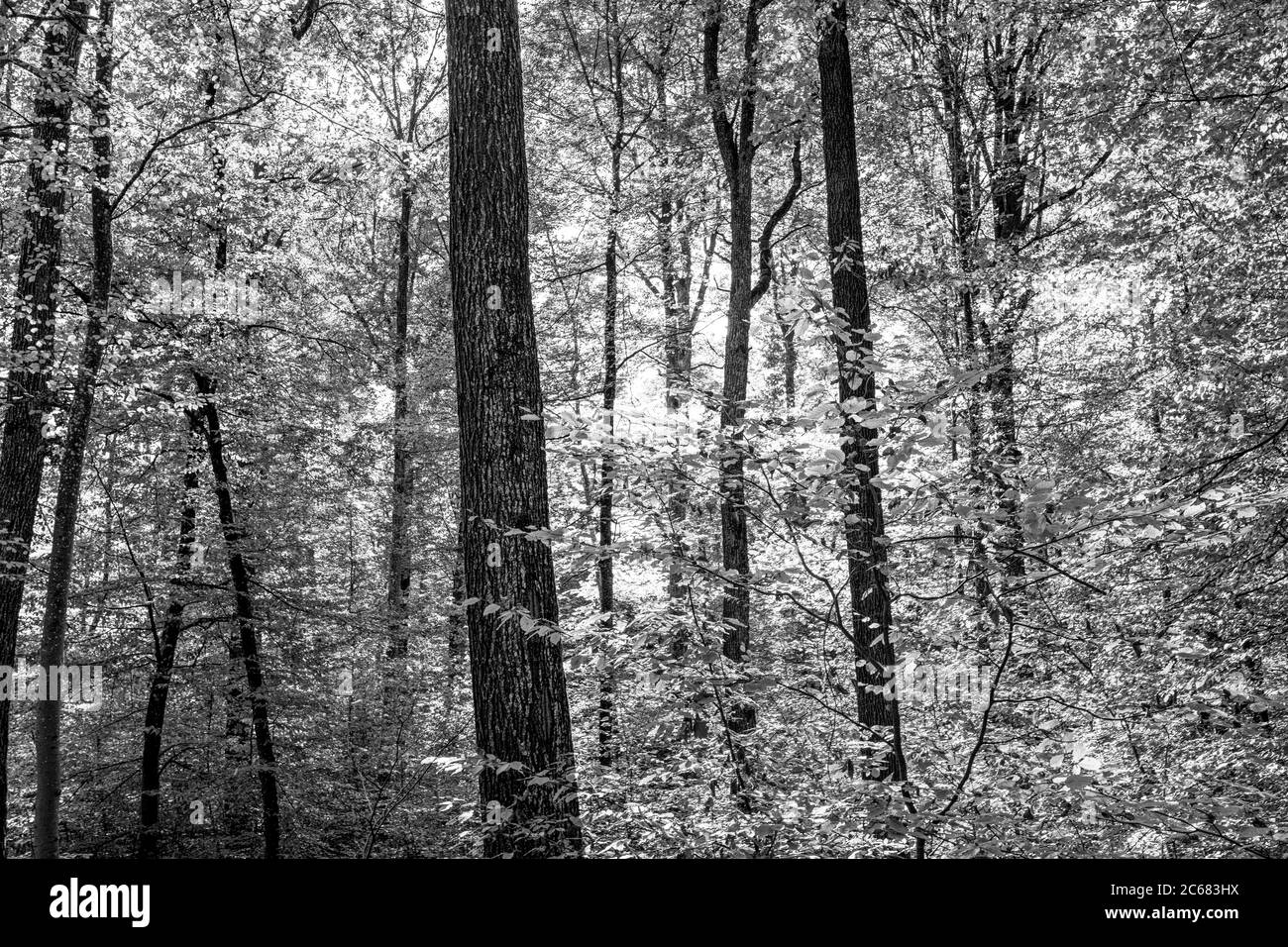 Waldlandschaft, Baden-Württemberg, Deutschland Stockfoto