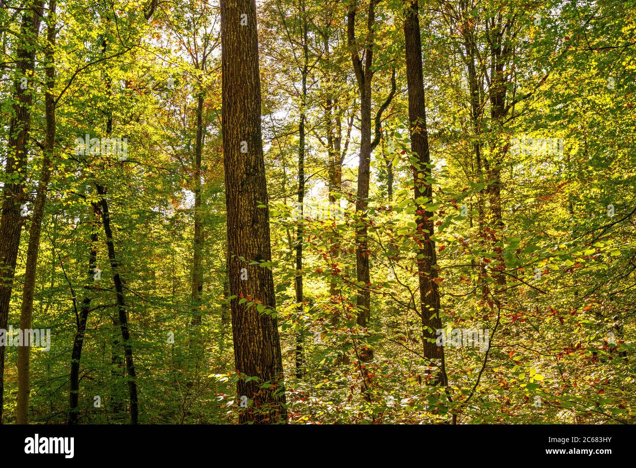 Waldlandschaft, Baden-Württemberg, Deutschland Stockfoto