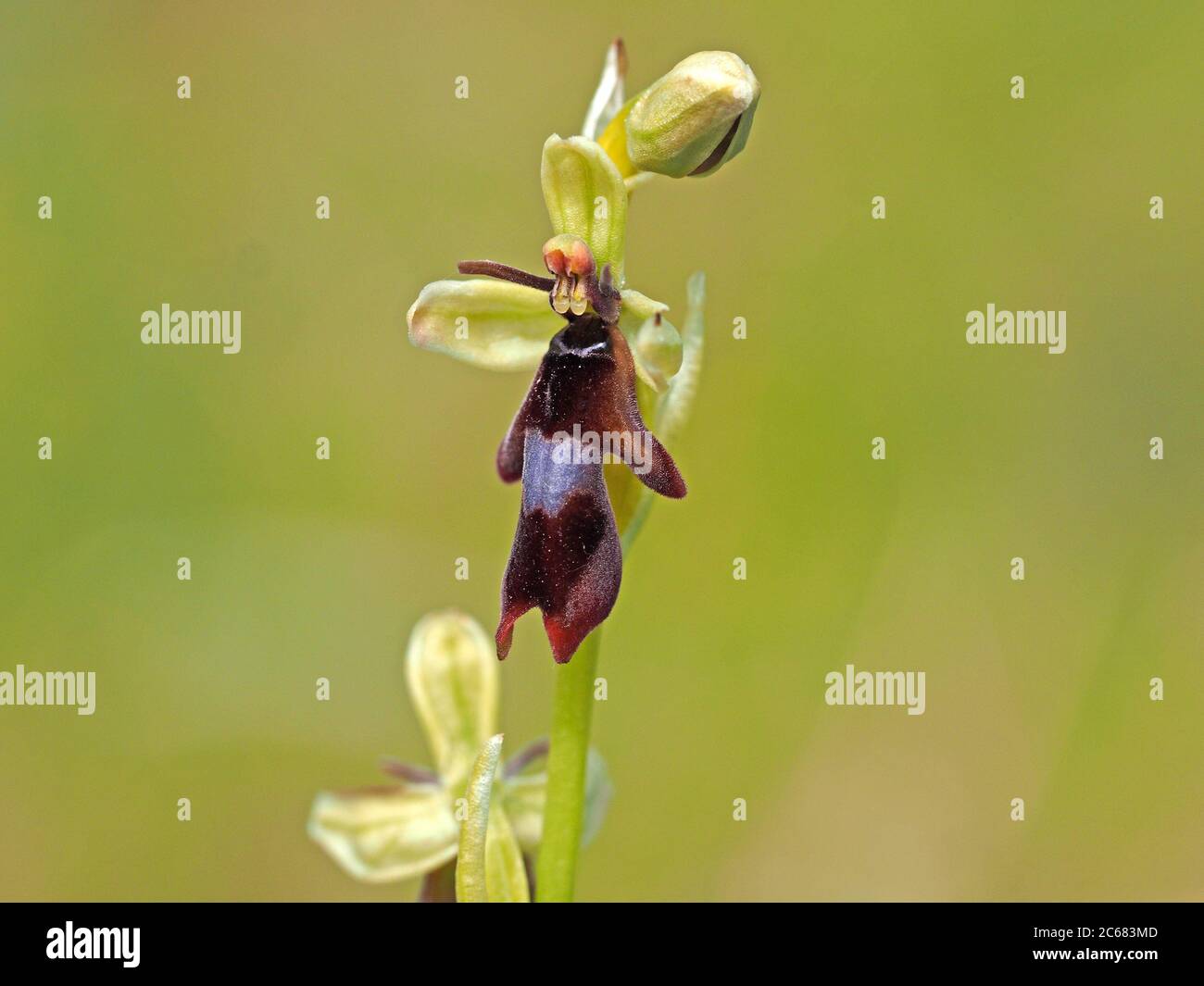 Fliegenorchidee (Ophrys insectifera) Cumbria, England, Großbritannien Stockfoto