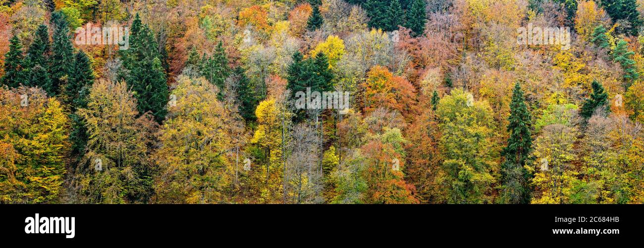 Farbenprächtiger Wald im Herbst, Horb am Neckar, Baden-Württemberg, Deutschland Stockfoto
