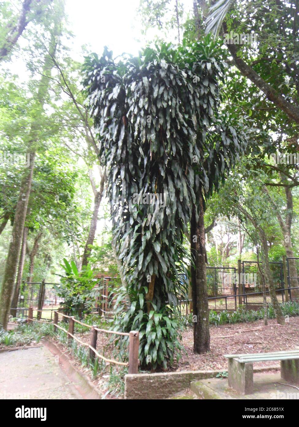 Schöne Natur von Brasilien: Wasserfälle Iguazu. Viel Wasser, Sonne und Glück Stockfoto