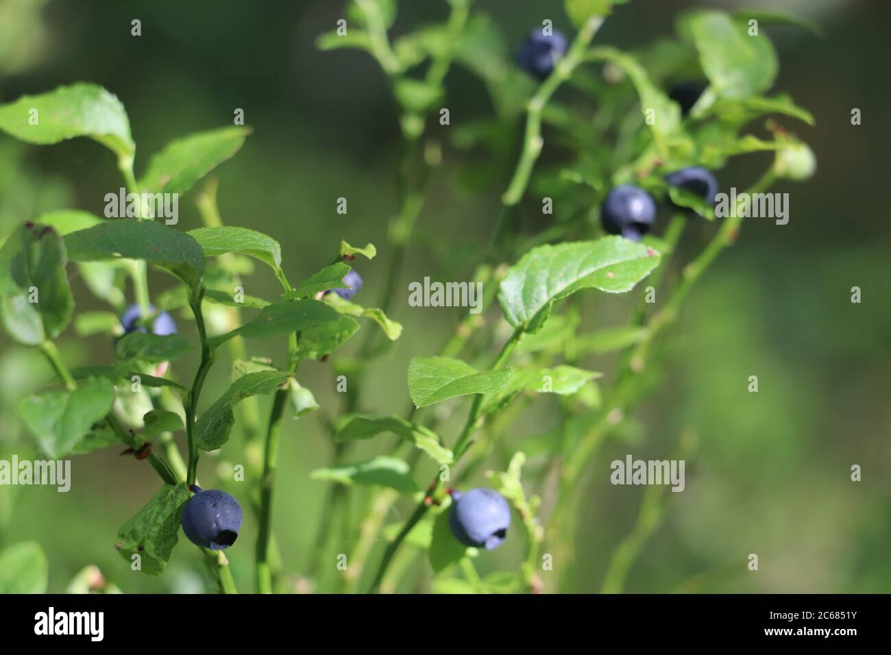 Waldbeeren an der Pflanze, umgeben von grünem Laub Stockfoto