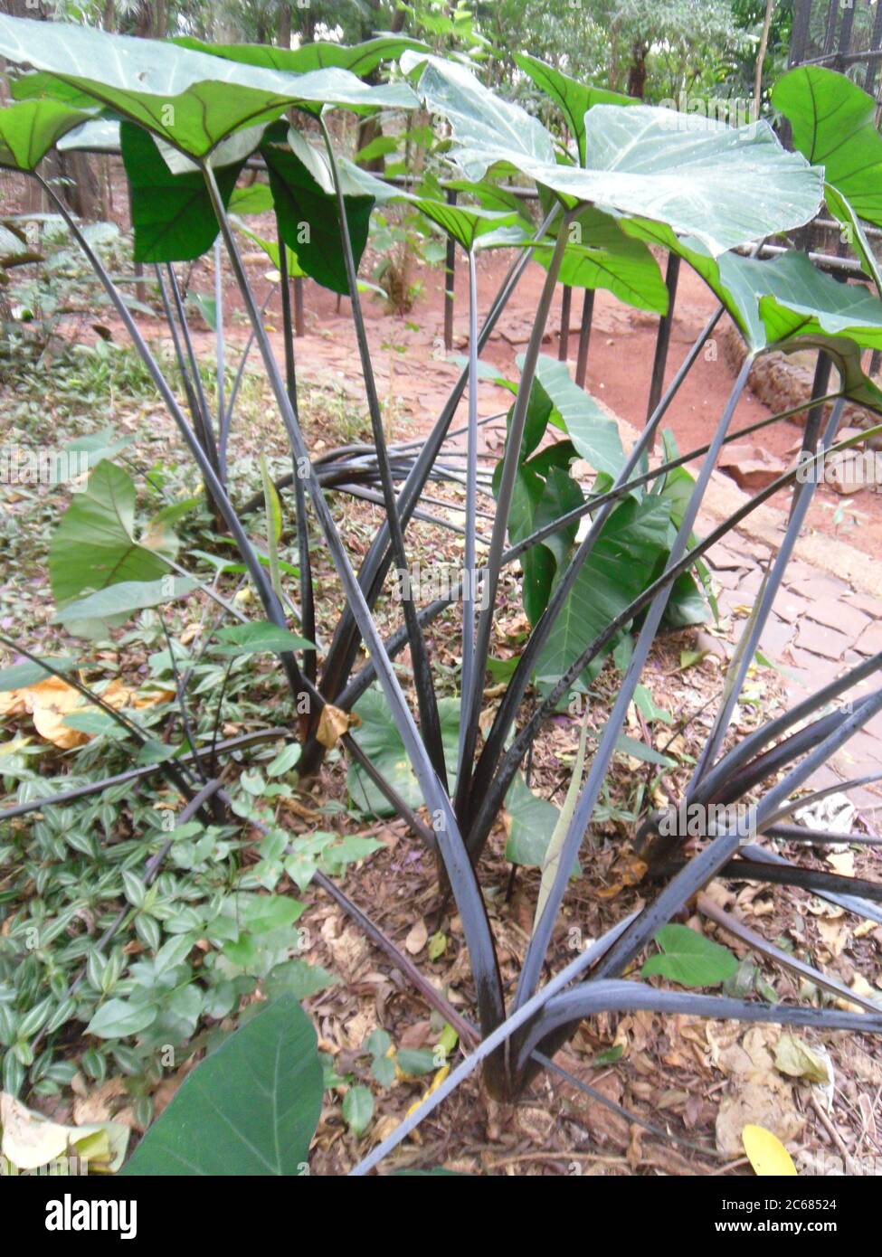 Schöne Natur von Brasilien: Wasserfälle Iguazu. Viel Wasser, Sonne und Glück Stockfoto