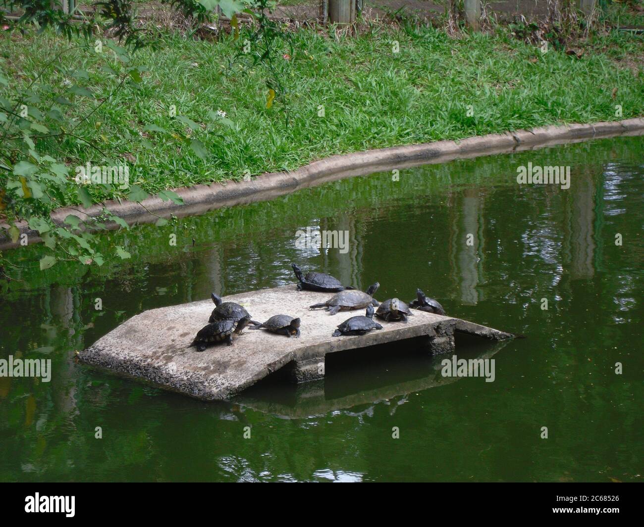 Schöne Natur von Brasilien: Wasserfälle Iguazu. Viel Wasser, Sonne und Glück Stockfoto
