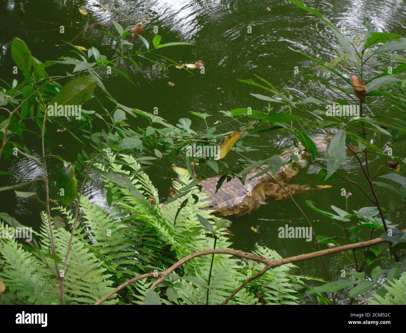 Schöne Natur von Brasilien: Wasserfälle Iguazu. Viel Wasser, Sonne und Glück Stockfoto