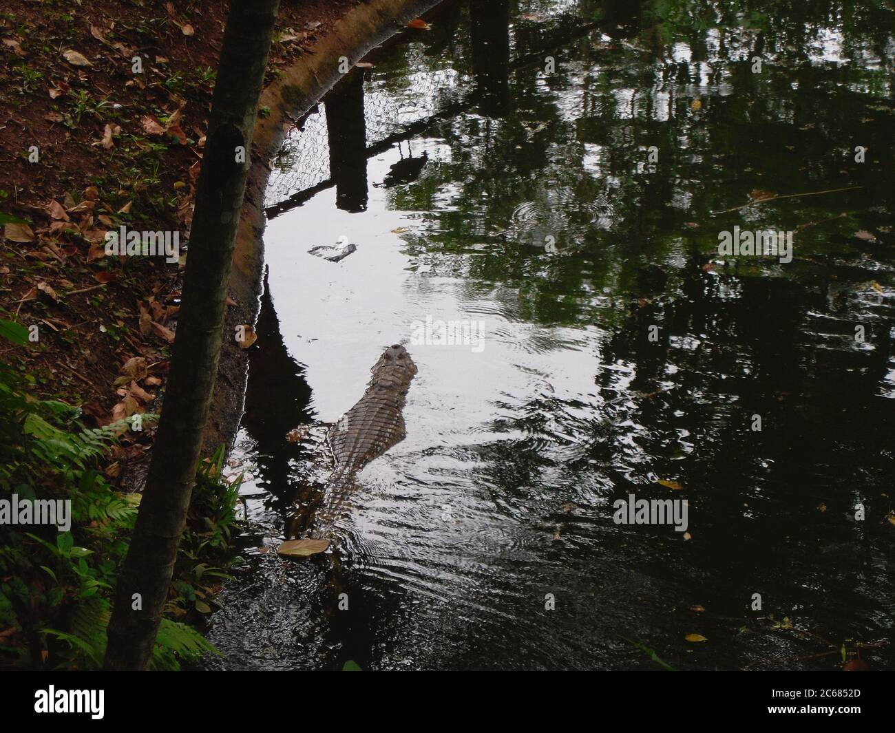 Schöne Natur von Brasilien: Wasserfälle Iguazu. Viel Wasser, Sonne und Glück Stockfoto