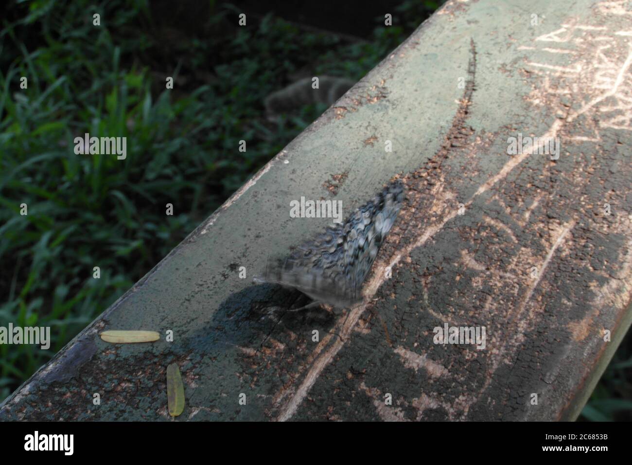 Schöne Natur von Brasilien: Wasserfälle Iguazu. Viel Wasser, Sonne und Glück Stockfoto
