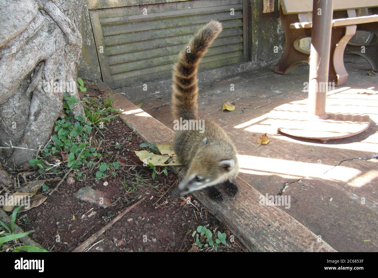 Schöne Natur von Brasilien: Wasserfälle Iguazu. Viel Wasser, Sonne und Glück Stockfoto