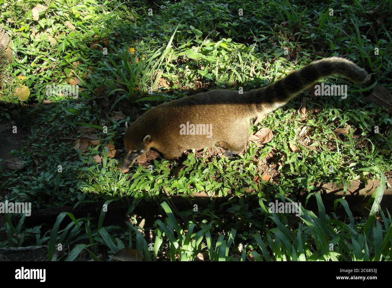 Schöne Natur von Brasilien: Wasserfälle Iguazu. Viel Wasser, Sonne und Glück Stockfoto